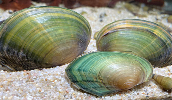 Muscheln